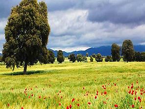Dehesa: traditional farm