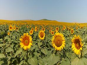 Sunflower tour -blue sky and golden flowers