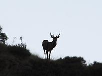 The roar of the deer in the Pyrenees