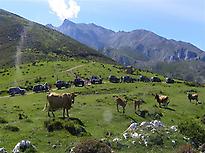 Picos de Europa