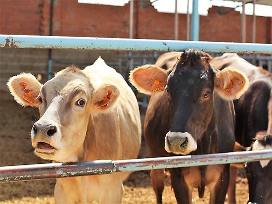 Vacas pardo suizas/Cows