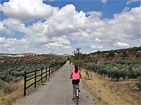 Cyclist crossing an olive grove