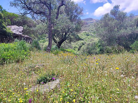 Wild flowers in Los Alcornocales NP