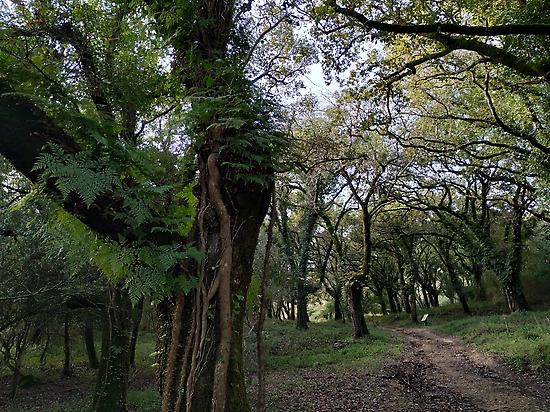Andalusian oak forest hike in Cadiz