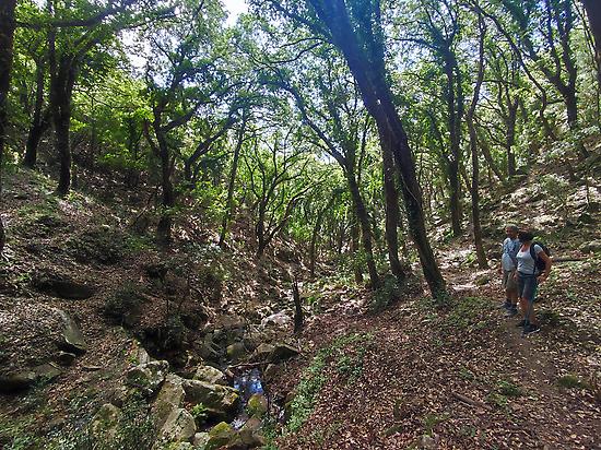 Laurisilva hike in Los Alcornocales