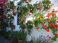 Patio of Cordoba