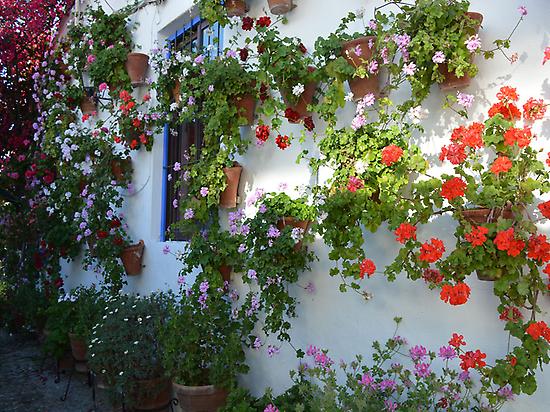 Patio of Cordoba