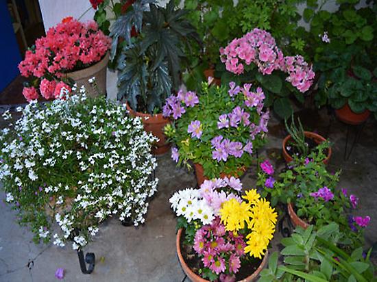 Patios & Flowers Guided Tour in English