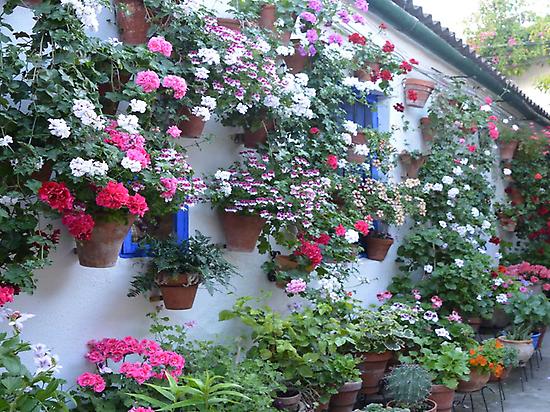 Patios Cordobes