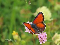 Observación de mariposas