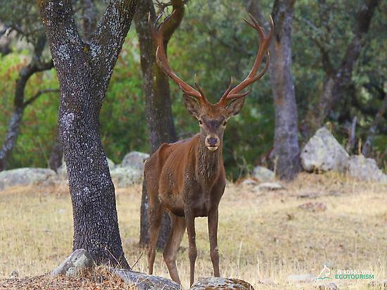 Red deer in Sierra de Andújar