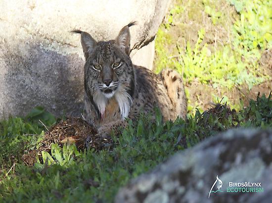 Iberian lynx male resting