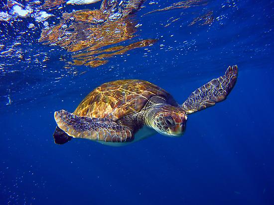 Snorkeling con tortugas en Tenerife