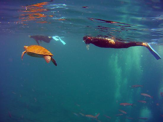 Nadando con tortugas