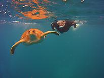 Snorkeling entre tortugas