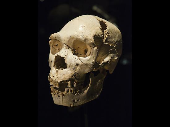 Skull Miguelón