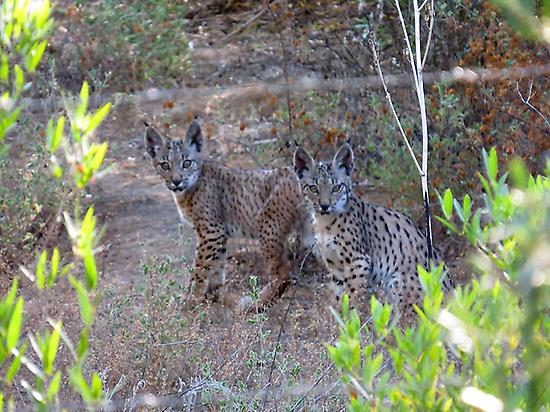 Iberian lynx cubs.
