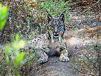 Iberian lynx in its habitat.