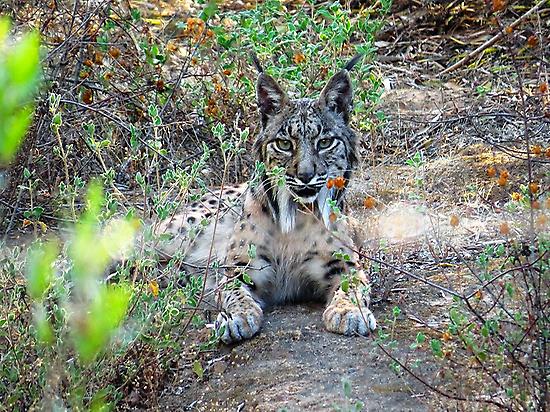 Iberian lynx in its habitat.