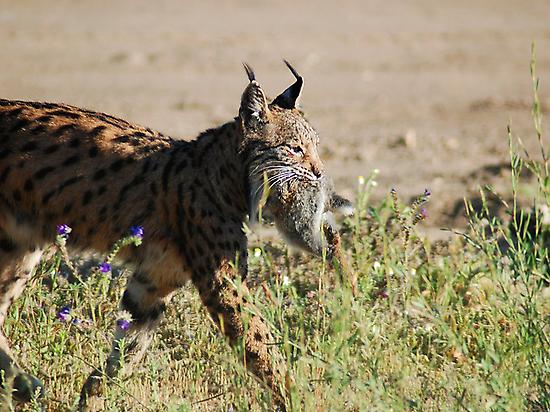 Iberian lynx hunting.