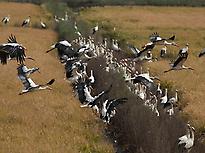 White Storks