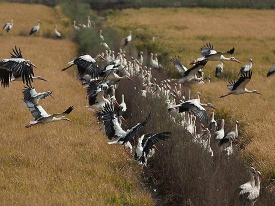 White Storks