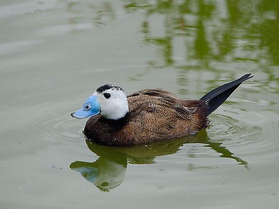 White-headed Duck