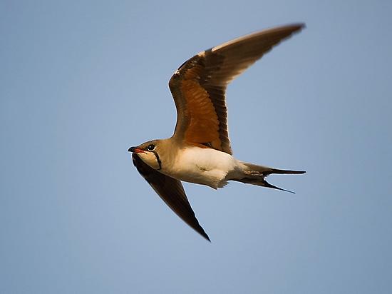 Collared Pratincole