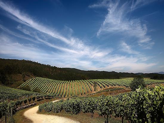 The vineyards of ©Terras Gauda