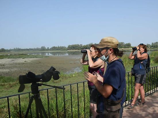Observación de aves en Doñana