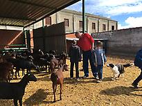 visiting the goat farm