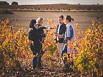 wine tourism in vineyards