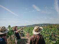 Visit the biodynamic vineyards