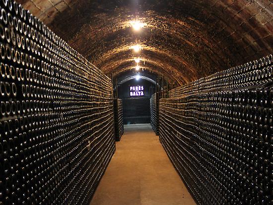 Visit the cava cellar