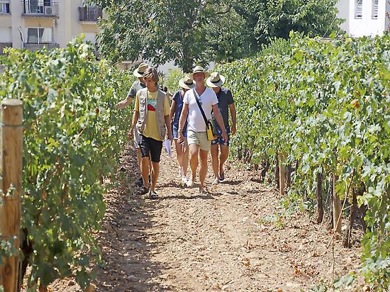 A walk through our vineyard