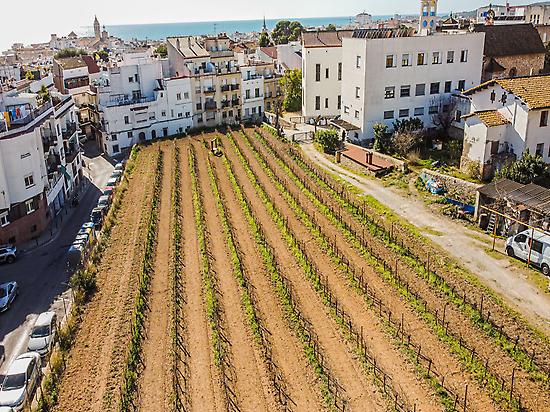 Our urban vineyard