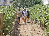 Visit through our vineyard