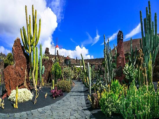 Jardin de Cactus