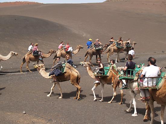 Camellos