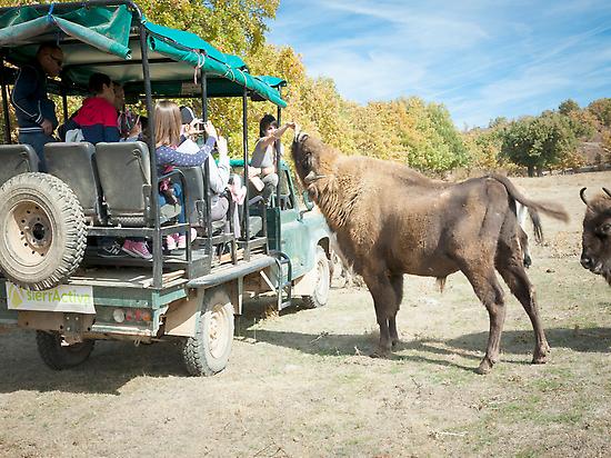 Tour guide feeding bison