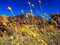 Private guided tour Teide National Park