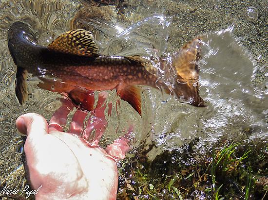 Brook Trout ARagon