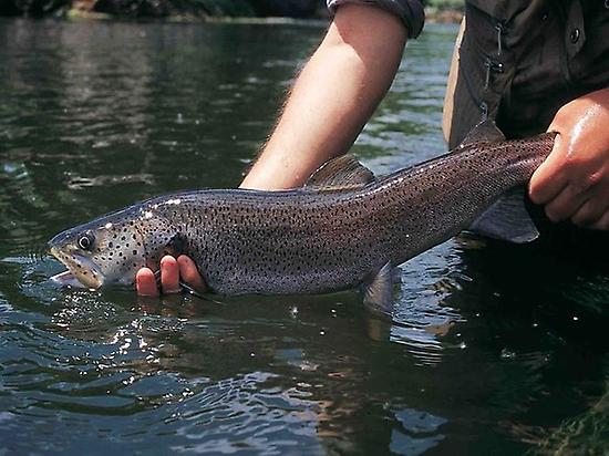 Fishing trip on the River Tormes