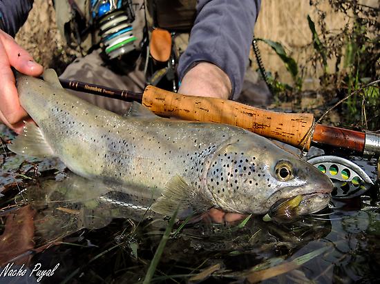 Zebra Trout Aragon