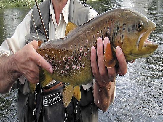 trophy trout in the Tormes river