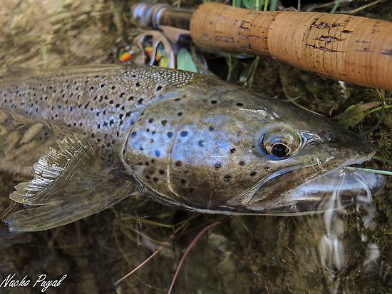 Trout Aragon