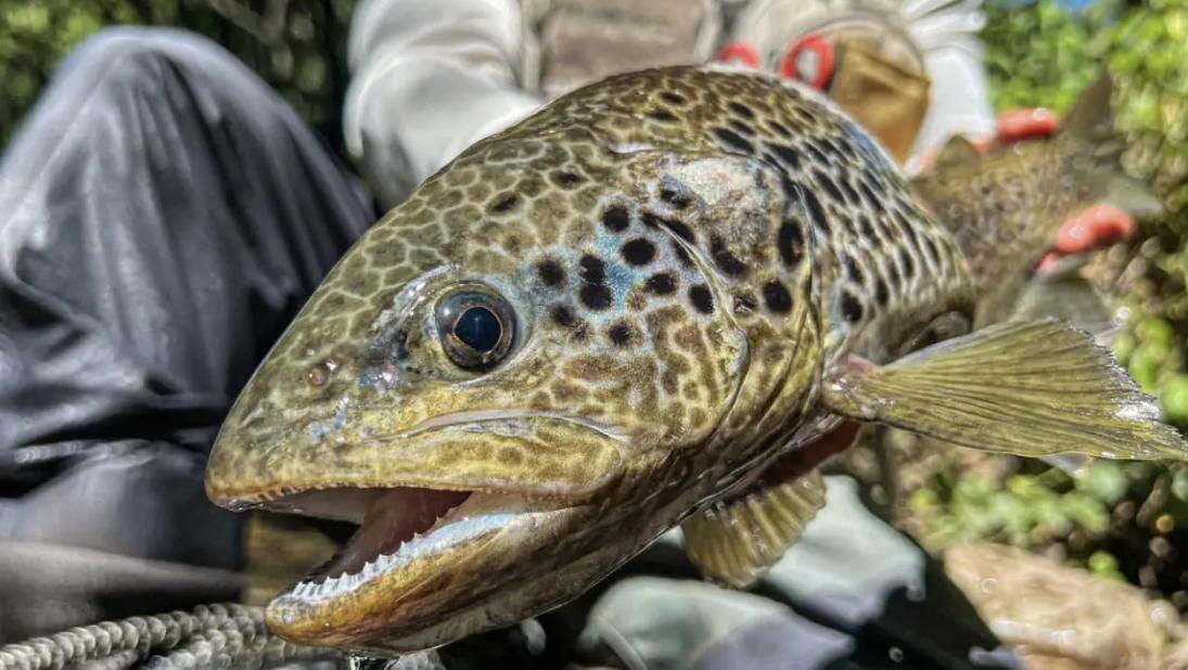 Pesca de trucha en León
