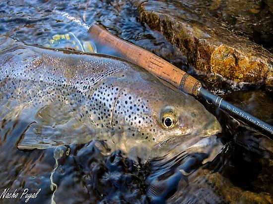 Trout