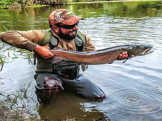 Trophy trout and hucho fishing