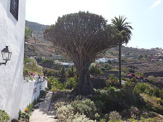 Millennium dragon tree